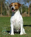 Jack Russell Terrier 9M097D-021